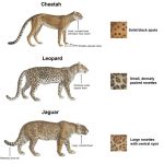 gepárd leopárd jaguár összehasonlítása