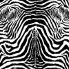 Zebra mintás kárpit ZOE C01