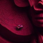 viva magenta 2023 év színe bogár